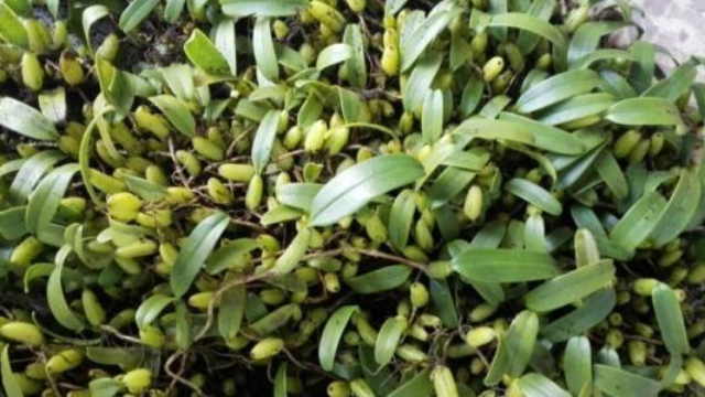 农村石头上的这个仙桃功效堪比石斛是穷人的天然补品