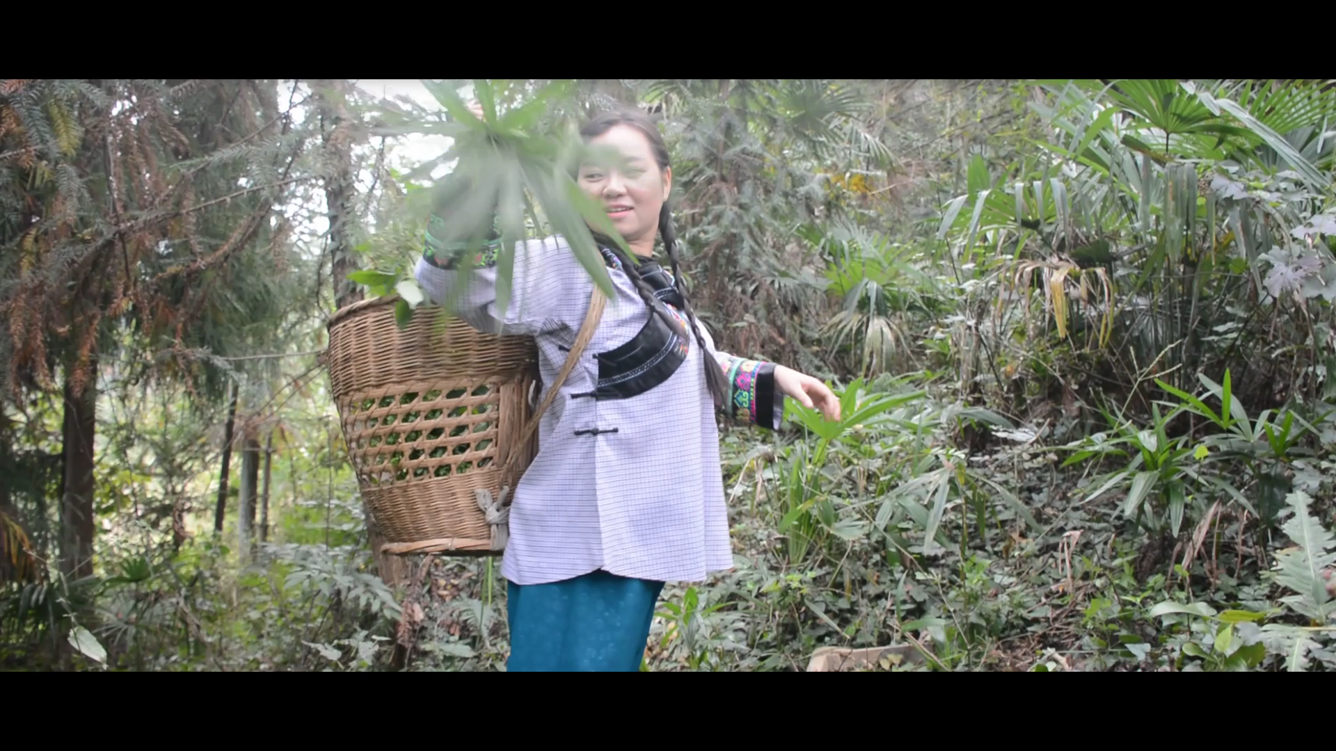 贵州美女苗药师采药纪实和成功分享