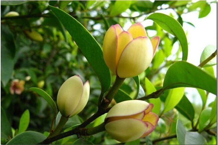 含笑花怎么种植,有哪些方面要注意