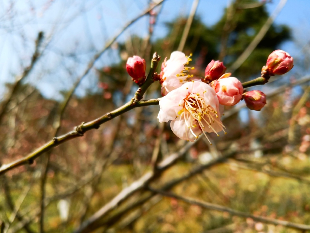 南京梅岭,腊梅与梅花竞相绽放,暗香浮动