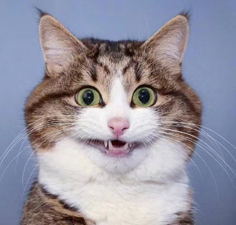 喵星人,喜怒哀乐说来就来,妥妥的表情帝啊