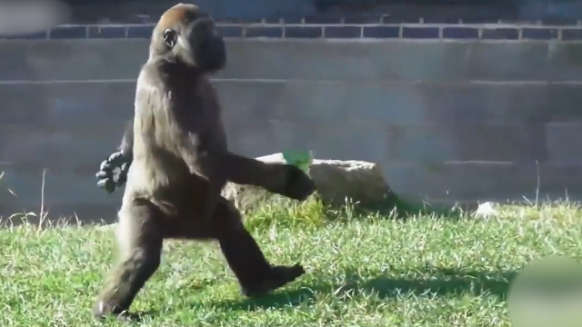 大猩猩凭霸气社会步成网红,一脸傲娇,两条腿走路谁不会?