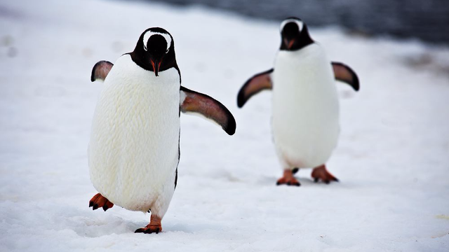 蠢萌企鹅摔倒合集