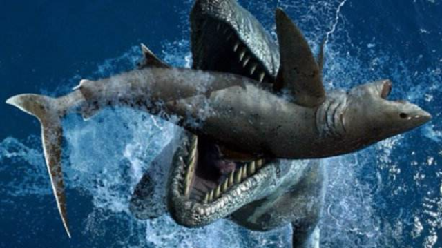 与海怪同行史前探险之菊石