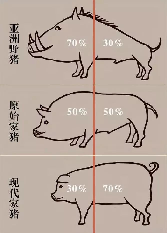 先看看猪的进化:在许多古墓葬中,远至新石器时代的遗址,都不乏猪的
