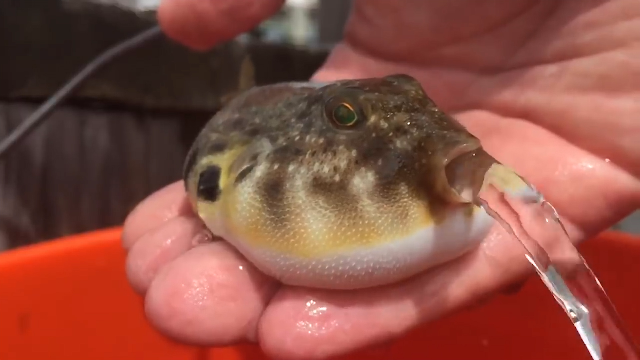 被摇晃了两下的小河豚竟然开始吐水网友真可爱的小家伙