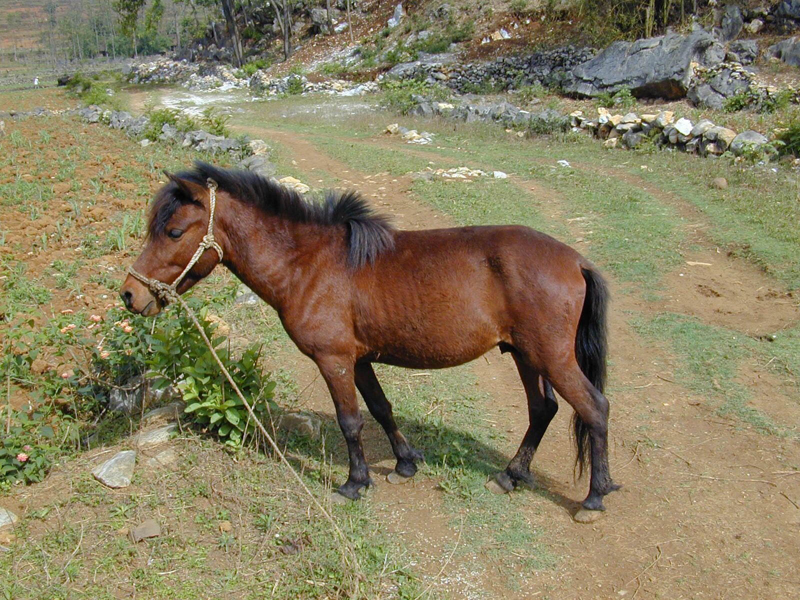 (二)盘点农村越来越稀少的家畜__凤凰网