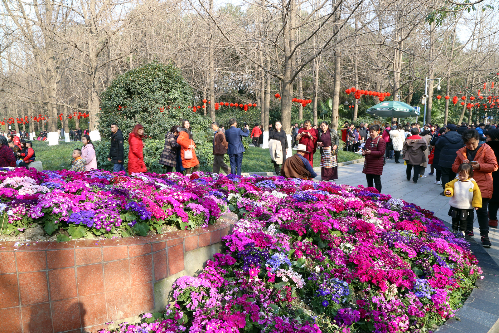 百花争艳迎新年 人民公园成春节好去处