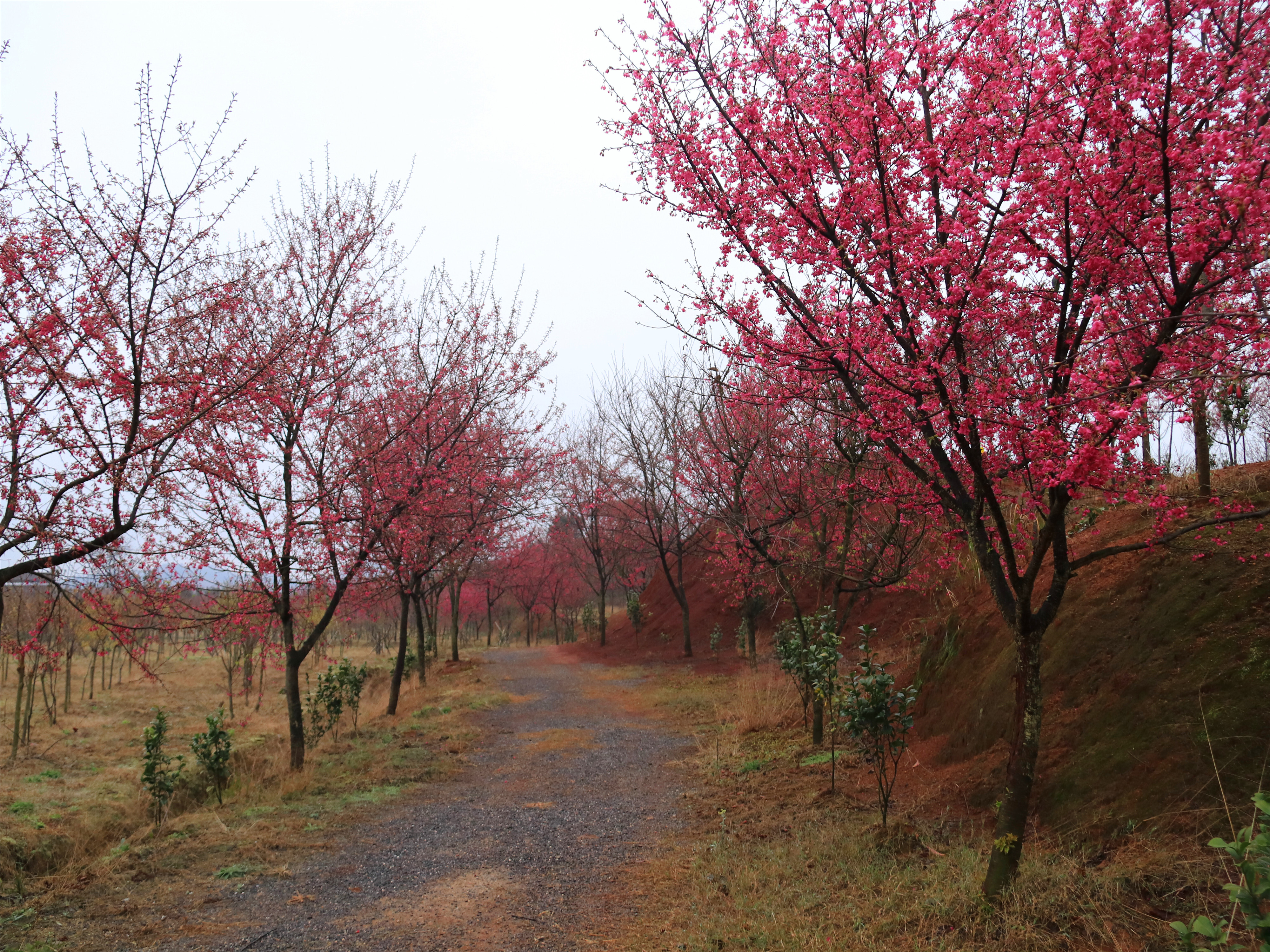 常寧田野綠世界百萬櫻花園邀您前來雨中賞櫻,老浪漫了