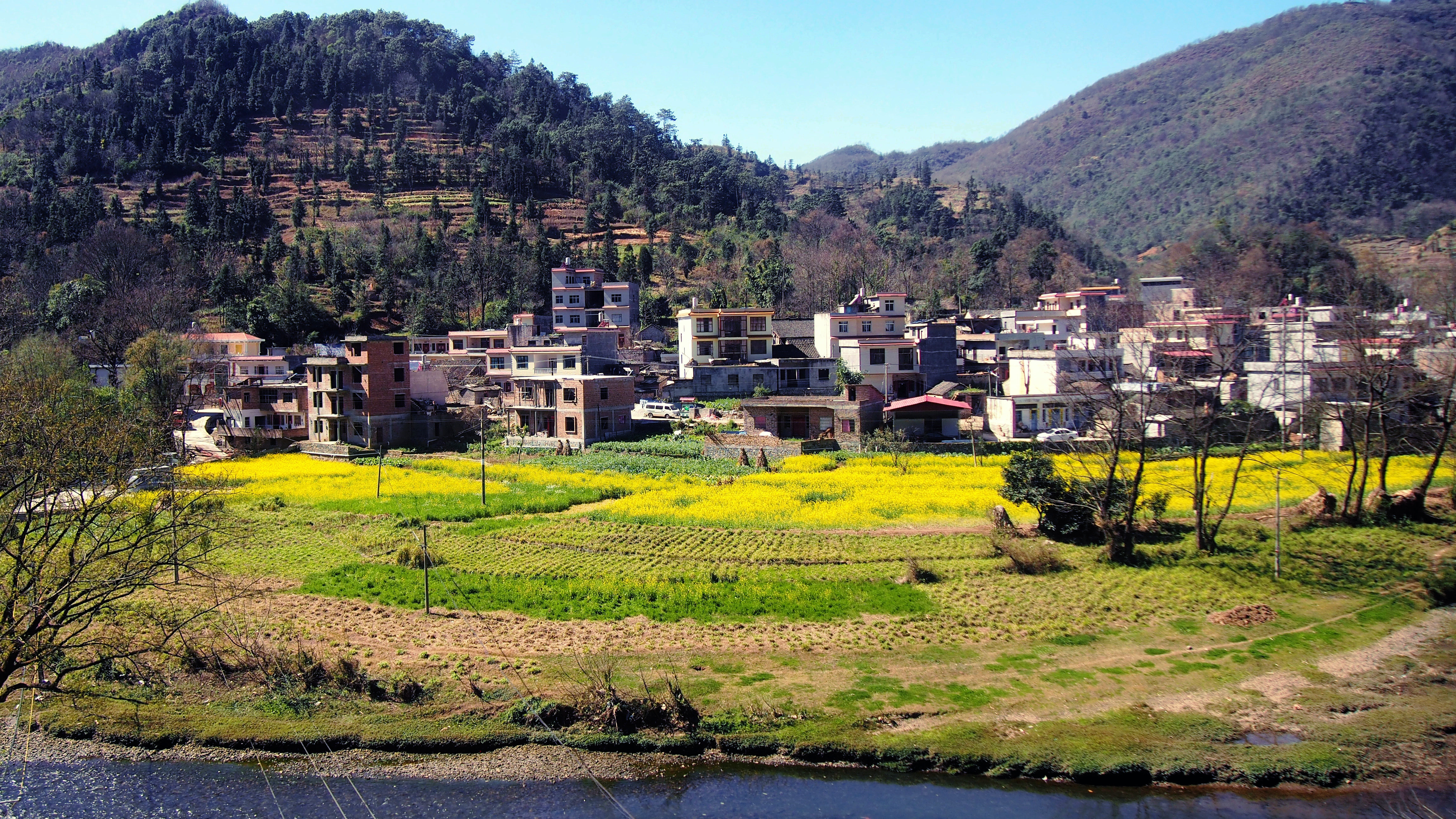 行走的风景 一 油菜花儿来报春 凤凰网