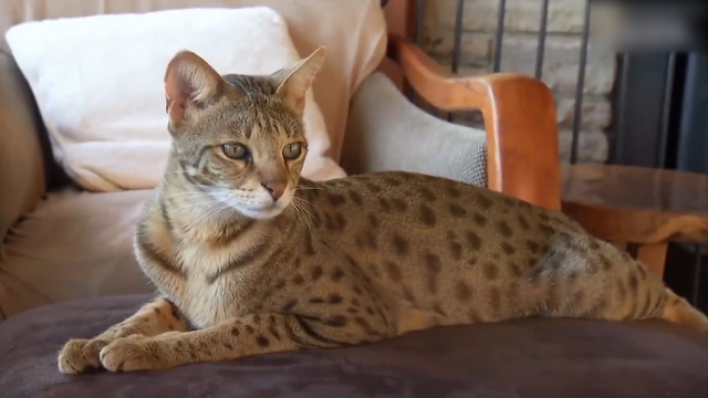世界上最贵的猫萨瓦纳猫,一只可以换一辆车,迪拜皇室贵族的宠物