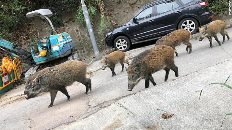 猪年香港的猪事烦恼:野猪横行不好治理