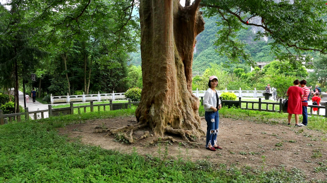 最大的紫薇树王在贵州已有1400多年当地百姓拜为干爹