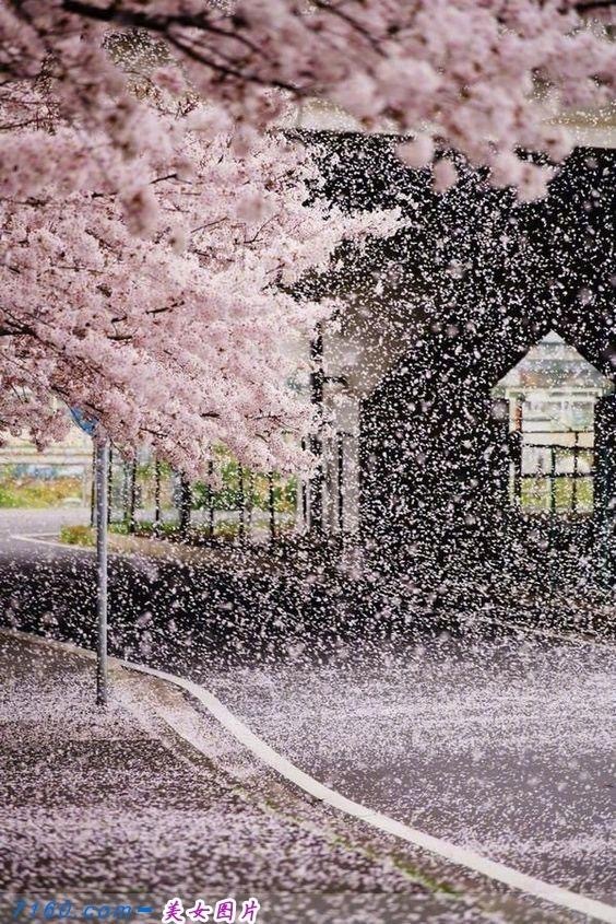 花树花瓣洒落满天粉__凤凰网