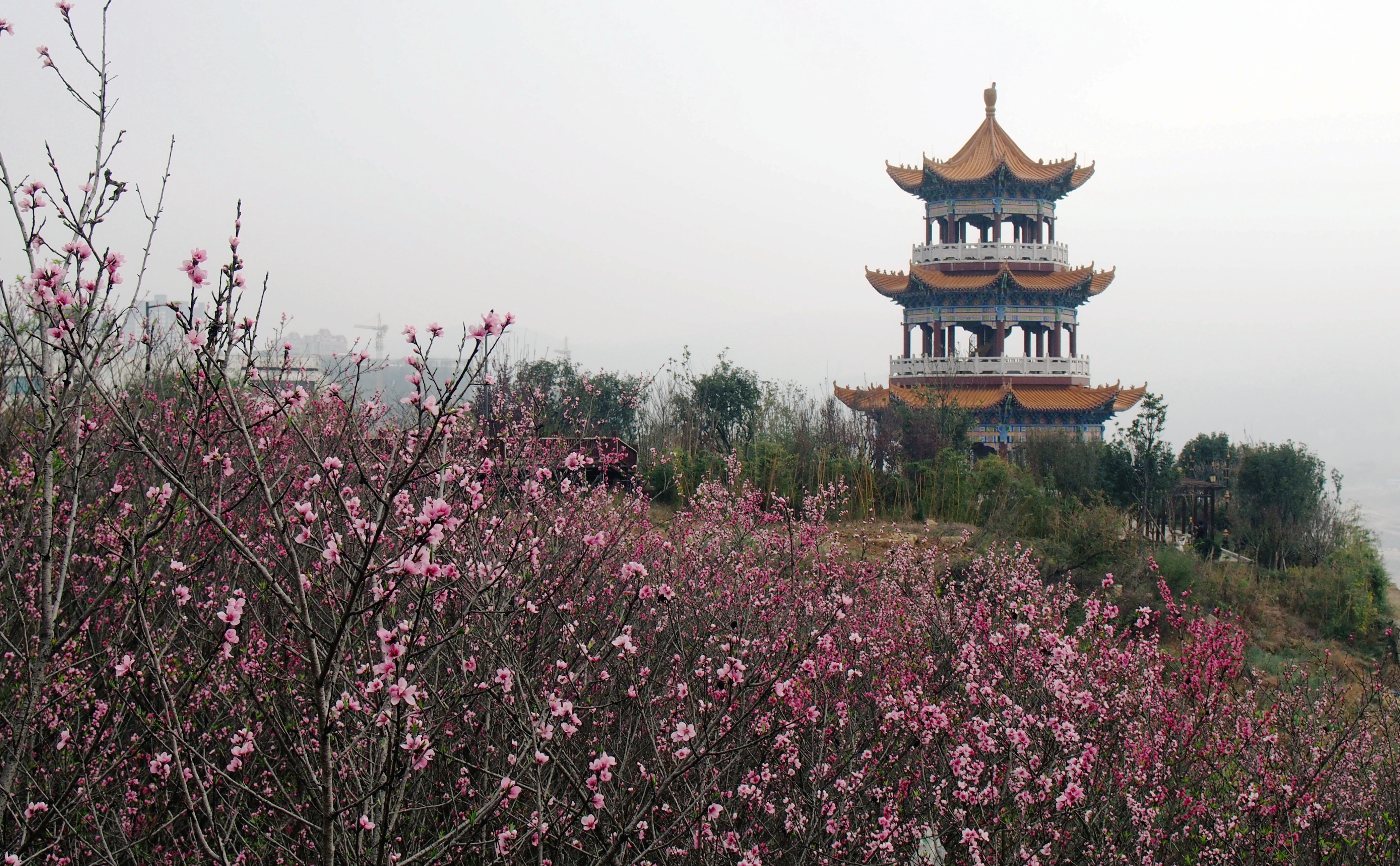 行走的风景三山寺桃花始盛开