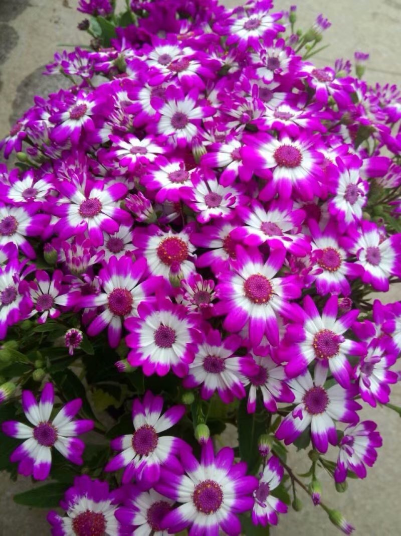 五律.咏长寿花     作者/张子耀严冬花蕾孕,临岁送清香.