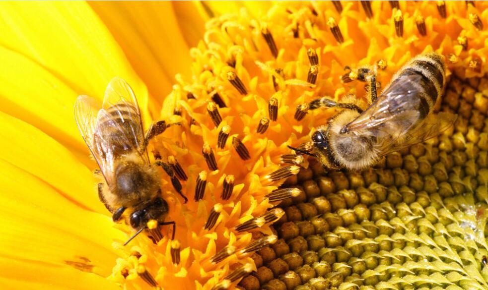 植物为了让蜜蜂授粉也是拼了!