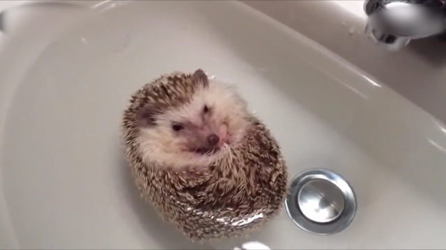 小动物的洗澡方式图片