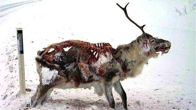 僵尸末日来了?"僵尸鹿"病毒感染美国24州,可能传人人类!