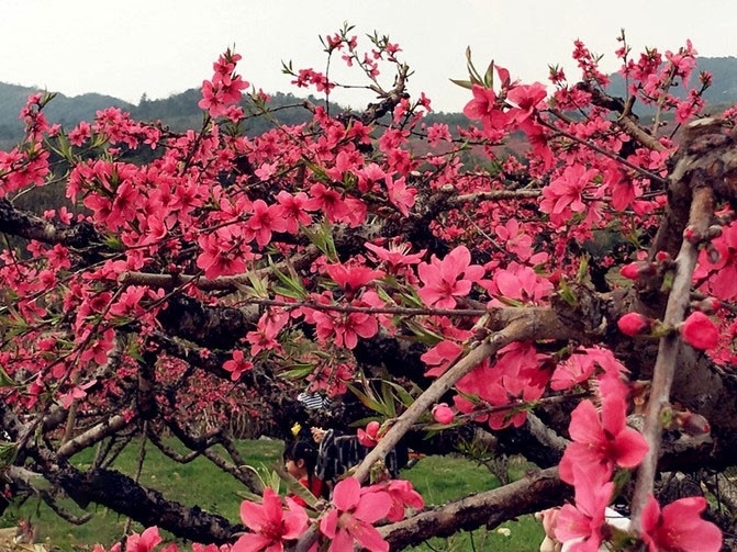 桃花塢裡桃花庵桃花庵下桃花仙此處桃花盛開春遊好去處