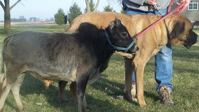 农民培育出世界上最微型的牛,跟宠物狗一样大,特喜欢粘着主人!