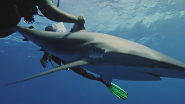 徒手抓鲨鱼狂野古巴英字
