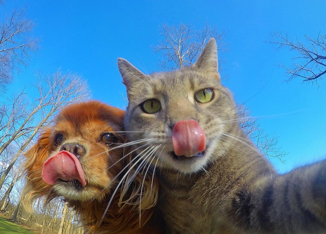 如果你的猫和狗会自拍的话(真的是它们自己拍)__凤凰网