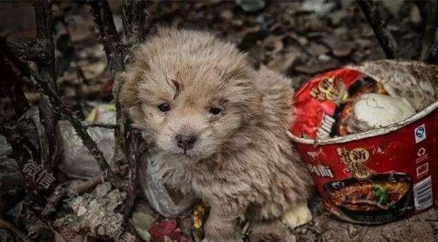 流浪猫狗现状调查报告图片