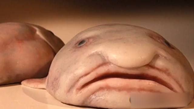 世界上最丑的鱼水滴鱼丑成一坨脂肪自己被自己丑哭了