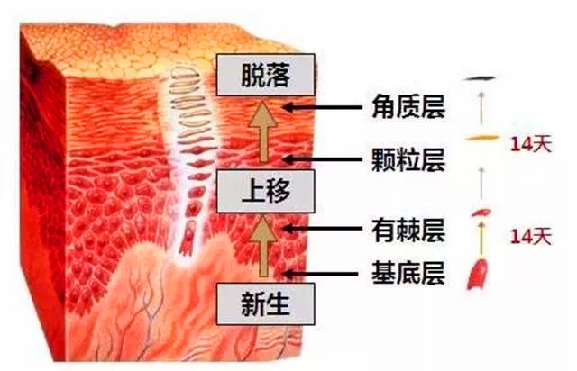 就是产生新细胞,可以说是表皮层最重要的一层,基底层又称之为生发层