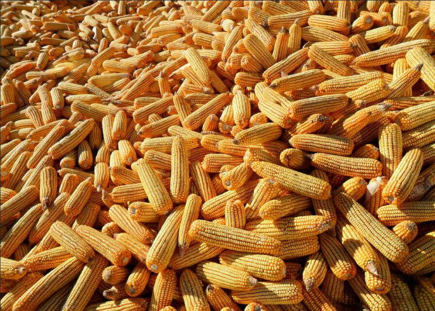 辽宁地区玉米市场收购动态__凤凰网