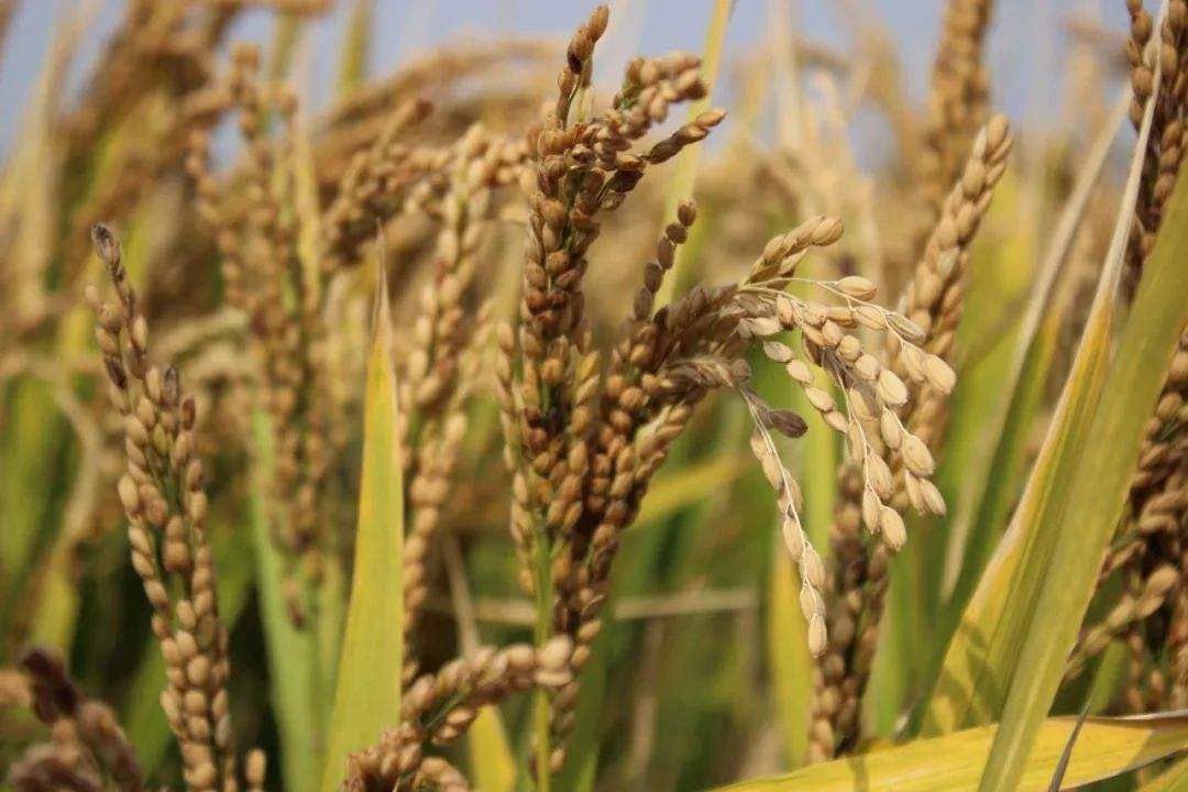 水稻种植前,关注五大要素,选择最优质的种子!