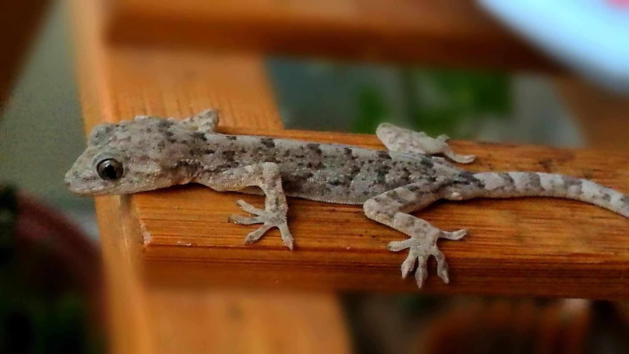 打开凤凰新闻,查看更多高清图片"守宫砂"就是用这种壁虎养把它起来