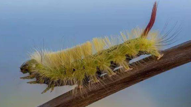 毛毛虫界的妖孽洋辣子