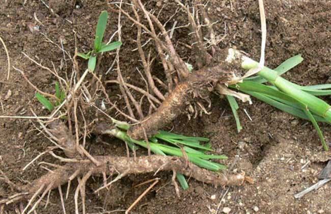 学名叫知母,也叫毛知母,兔子油草,大芦水,妈妈草,蒜瓣子草,羊胡子根等