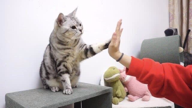 超容易上手的猫咪握爪训练前提是你家猫咪是一枚吃货