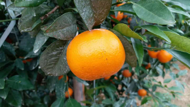 091无核沃柑保花保果技术讲解二