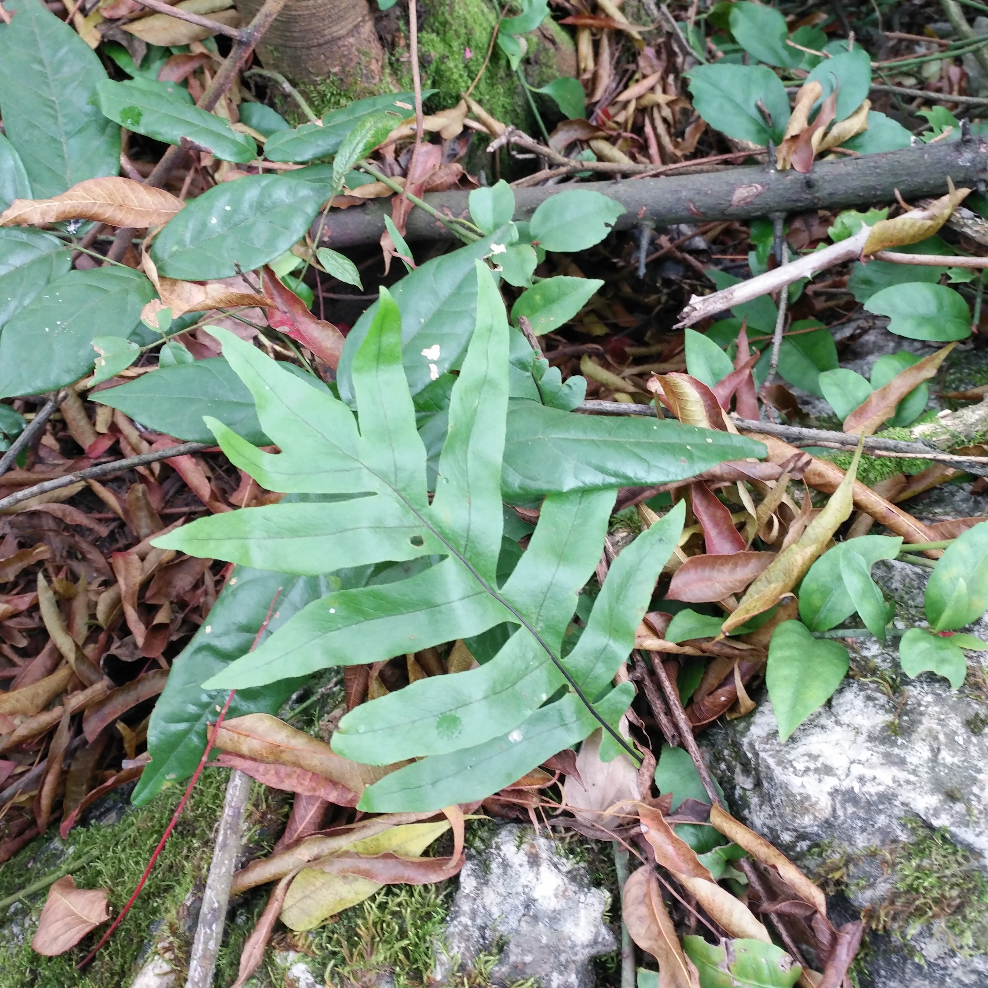 農村的大山裡生長的野生植物:巴巖姜,可入藥一斤幾十元__鳳凰網