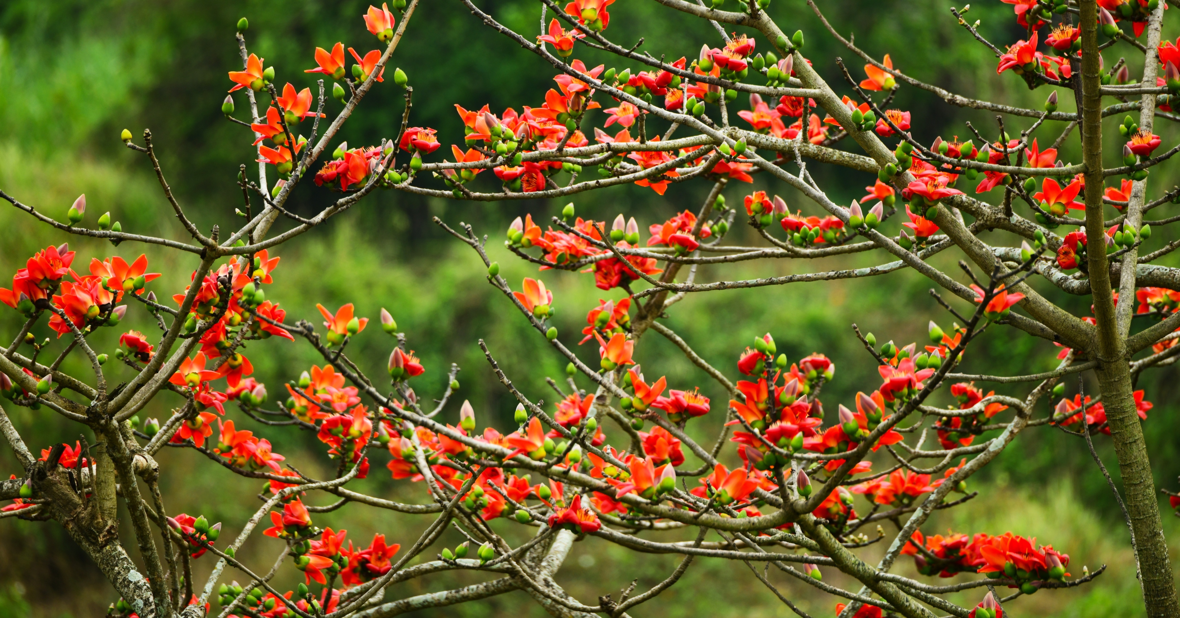 木棉花开春意浓一海南昌江美景(一)