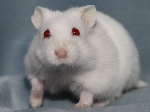 科学家用眼睛注射给予小鼠"超级视觉"__凤凰网