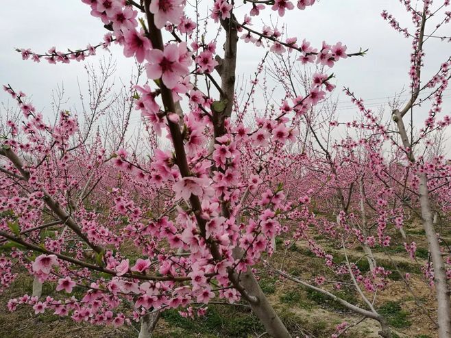 盐城亭甜冬桃去年桃花盛开的美景，今年预计3月底__凤凰网