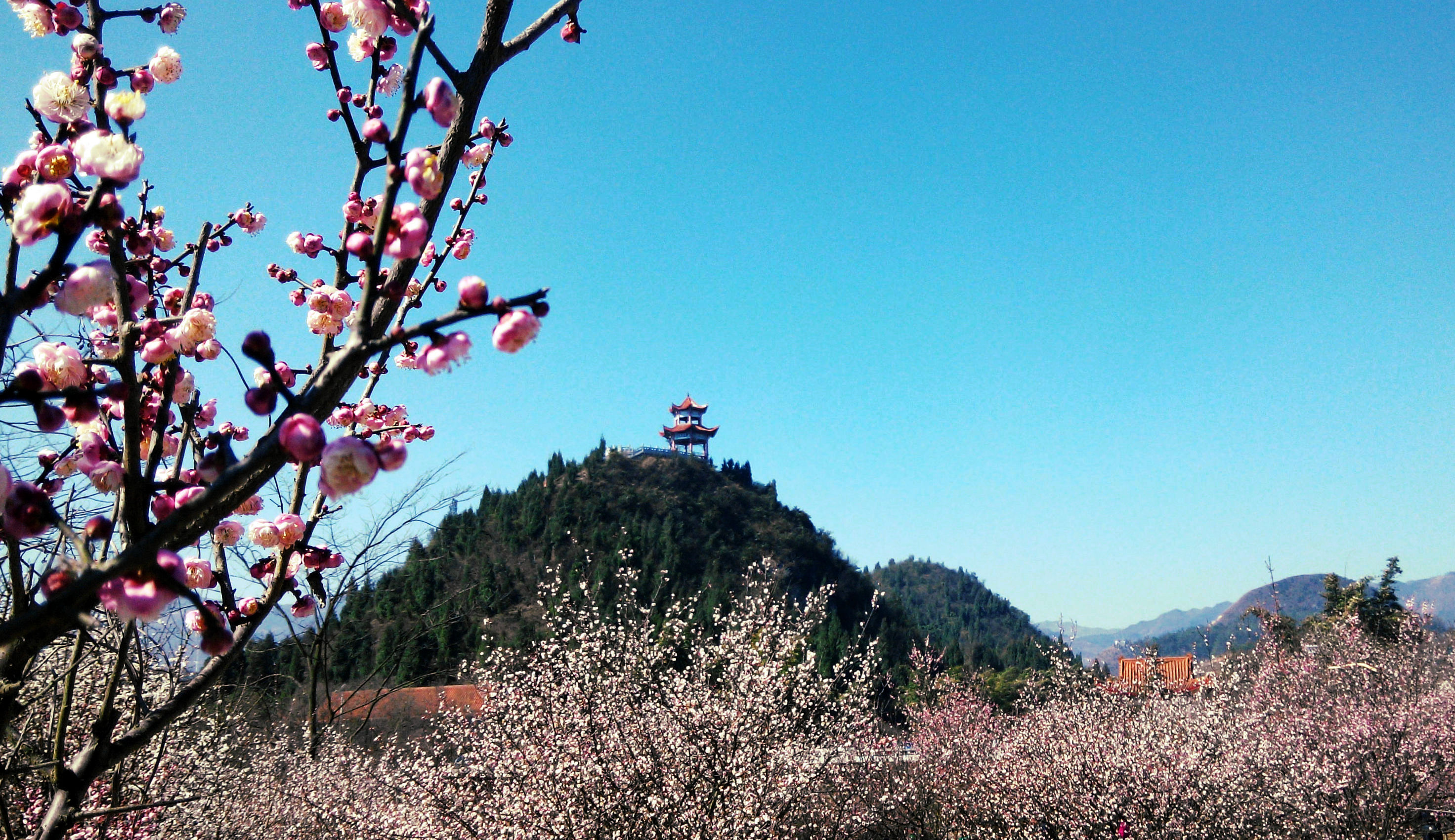 行走的风景——游山地玩都,百花兴义,看奇香园春色满园1