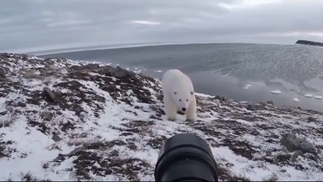 北极熊遇到毛子只能瑟瑟发抖