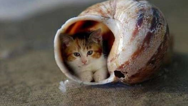 号称是世界上最小的猫跟人的手指一样大一不小心就会被捏死