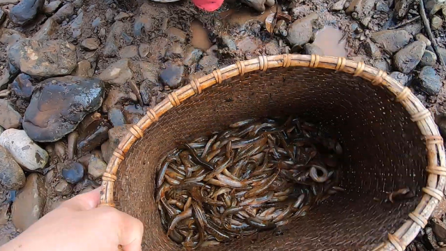 在河裡抓魚,想抓到這種在清水裡生長的小魚,還是挺不容易的