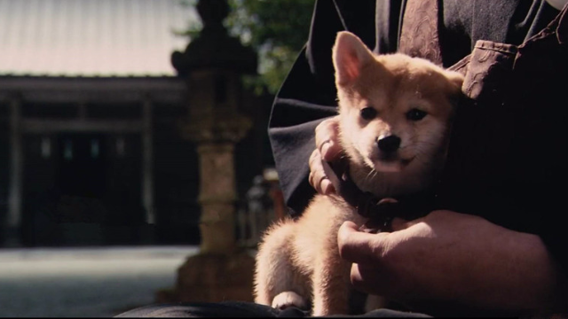 章小辫温情解说忠犬八公的故事那些年看哭过的好剧一