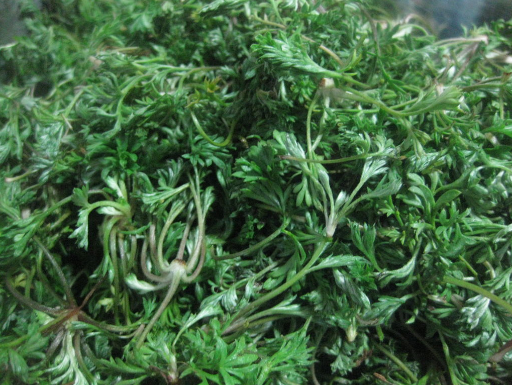 它就是白蒿,白蒿看着不起眼,但是在它刚出嫩芽的时候.