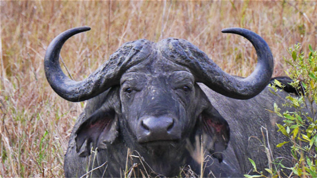 可怕而又可敬的牛脾气