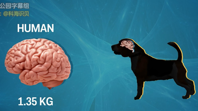 人脑与其他动物大脑的对比
