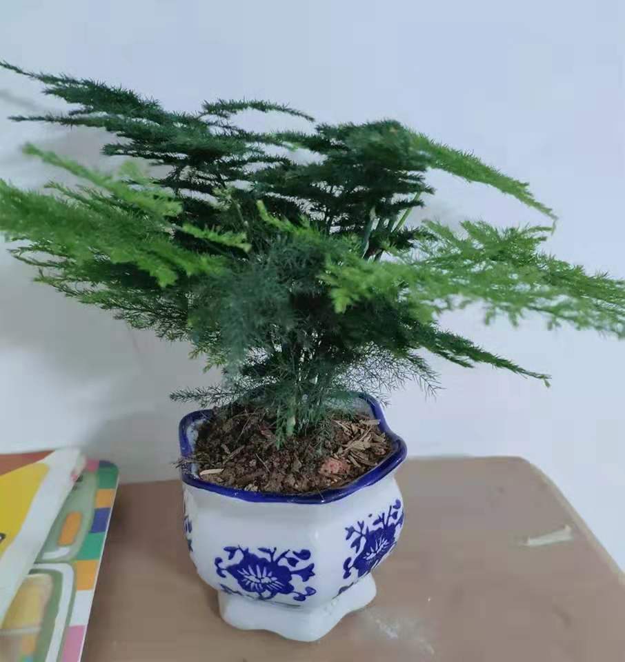 云竹小盆栽的养殖方法及如何造型__凤凰网